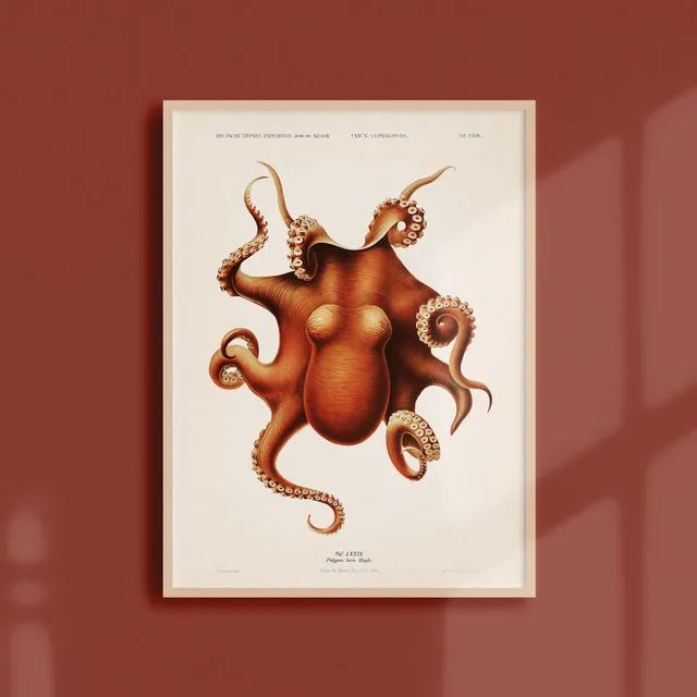 30x40 Poster - Octopus