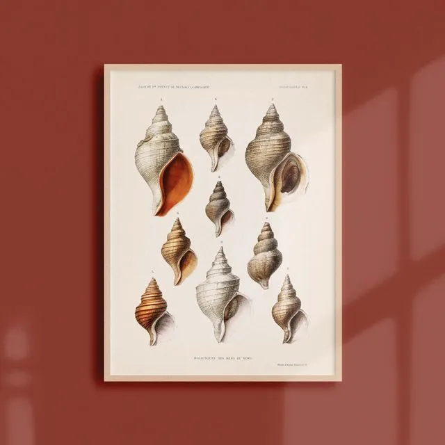 21x30 Poster - Mollusks from the northern seas