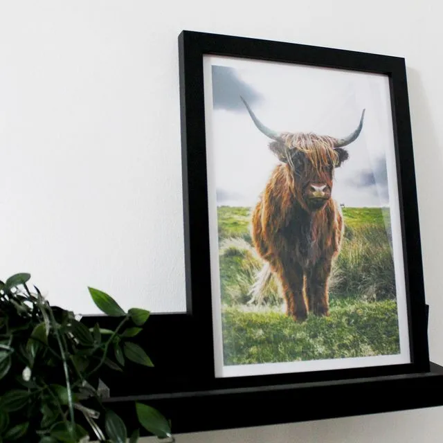 Highland Cow - Photography Print 300GSM A4, A3, A2, A1 (without frame)