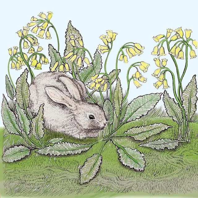 Rabbit and Cowslips TW150