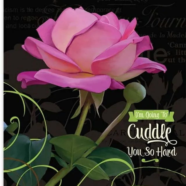 Cuddle Rose - Pack of 6