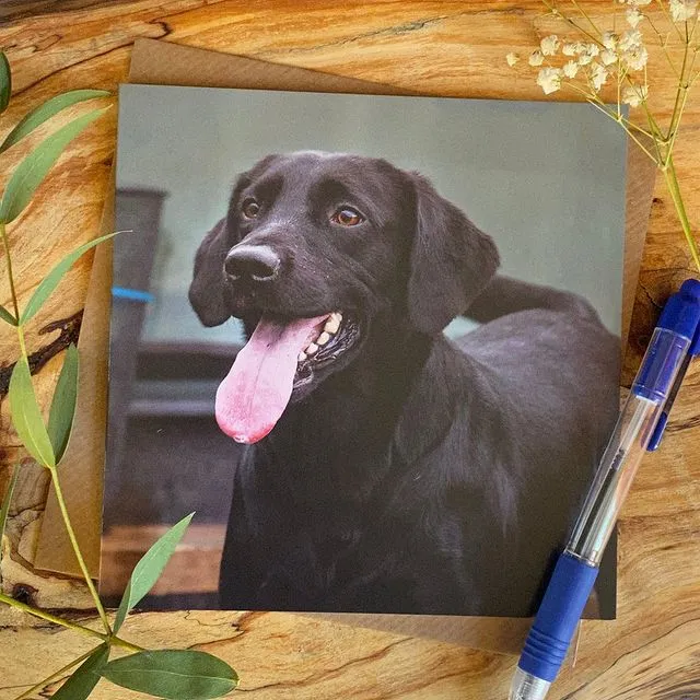 Black Labrador Greeting Card
