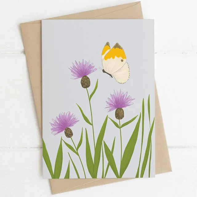 'Knapweed & Butterfly' Floral Note Card A6 (Unit of 6 Cards)