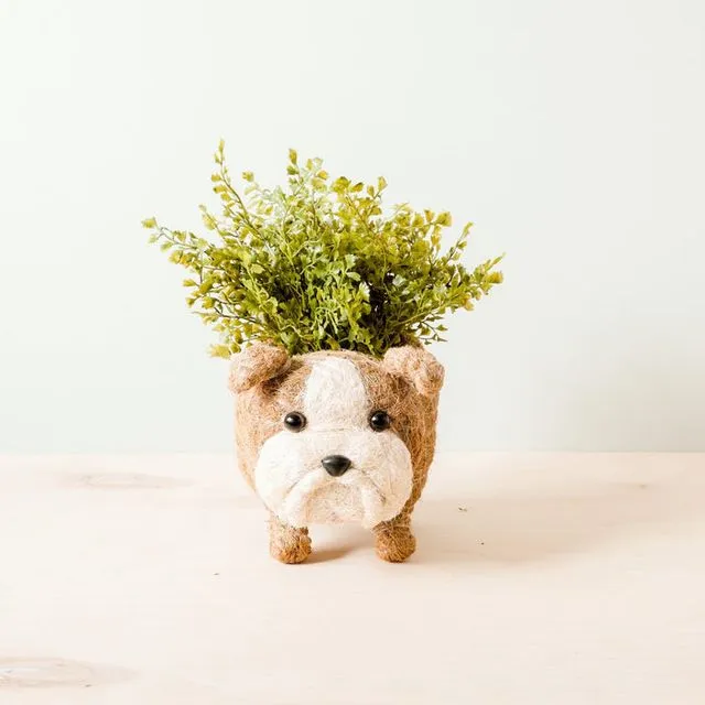 English Bulldog Planter - Coco Coir Pots | LIKHA
