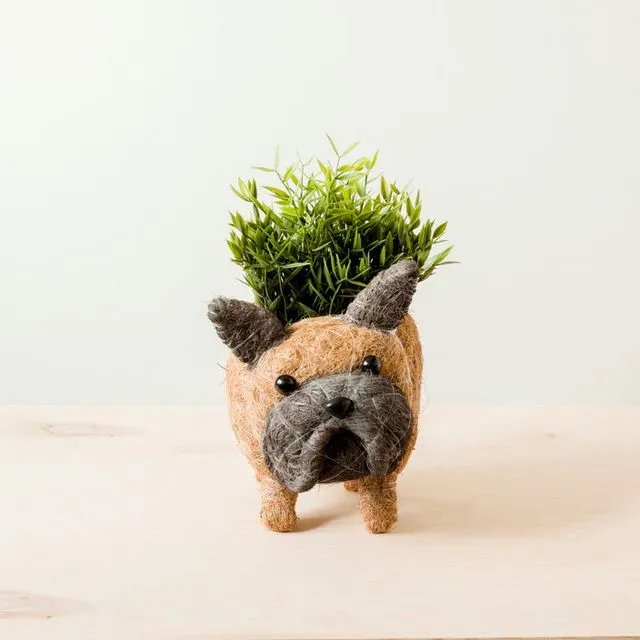 French Bulldog Planter - Coco Coir Pots | LIKHA