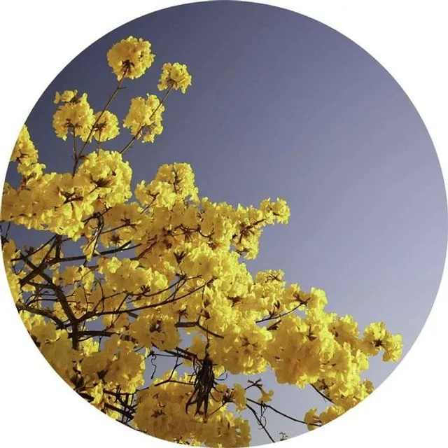 yellow blossom