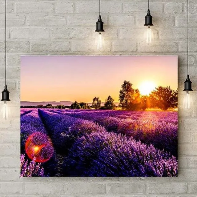 Lavender fields with cottage during sunset