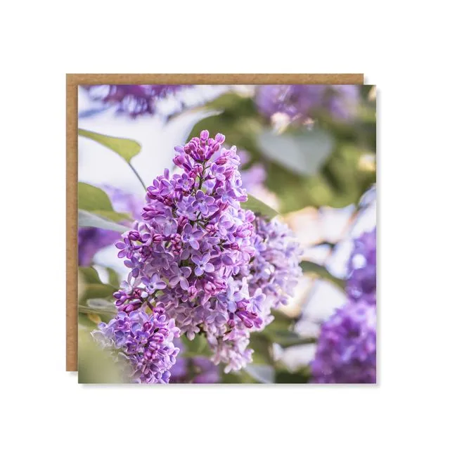 Lilac Blossom Greeting Card