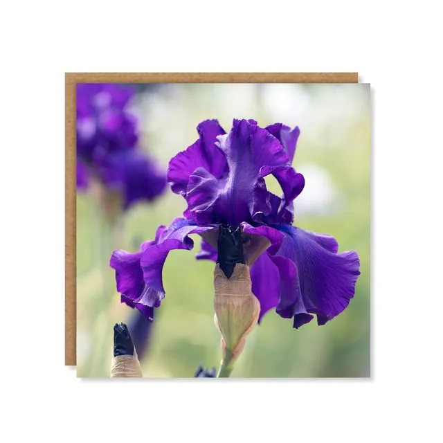 Bearded Iris Greeting Card