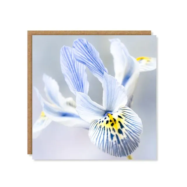 Blue Iris Greeting Card