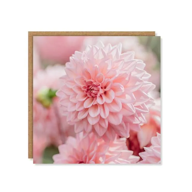 Pink Dahlia Floral Greeting Card