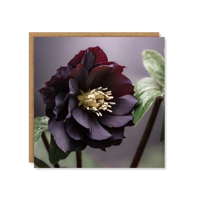 Purple Hellebore Floral Greeting Card