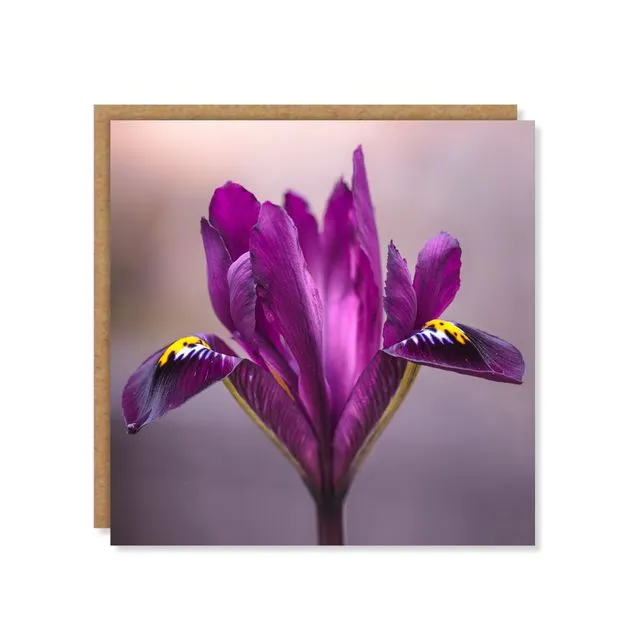 Purple Iris Floral Greeting Card