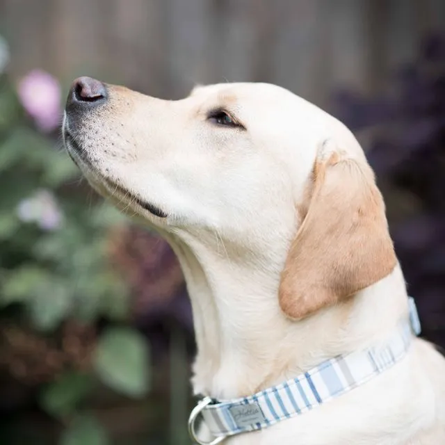 Dog Collar - chambray