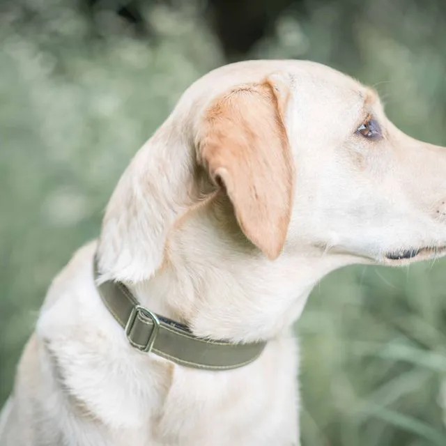 Dog Collar - olive canvas