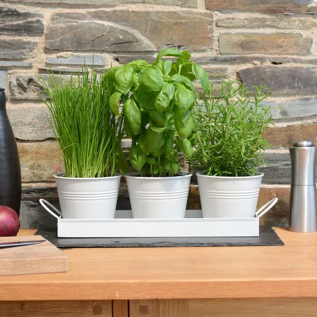 Set of 3 Metal Herb/Plant Pots with Drip Tray (White)