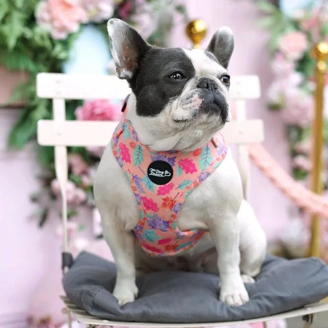 Adjustable Dog Harness - Fall In Love
