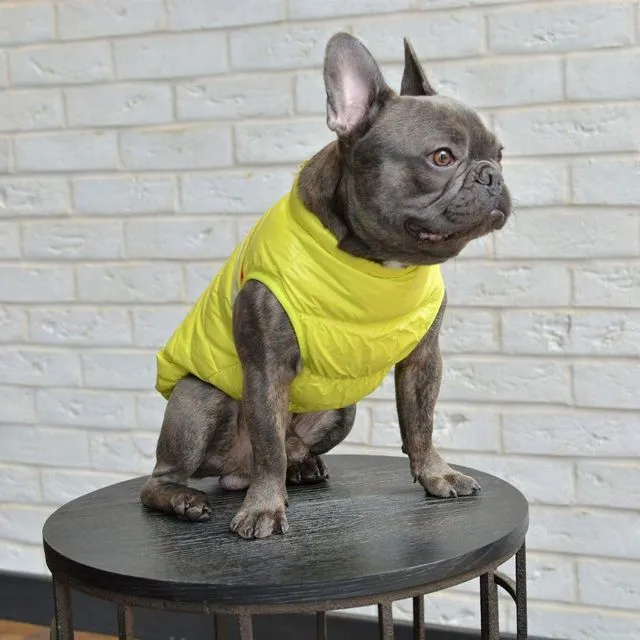 Limited Edition Vest Dog Jacket Neon Green