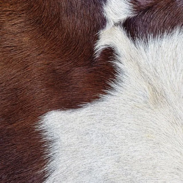 Decorative Argentine Cow Hide Brown/White