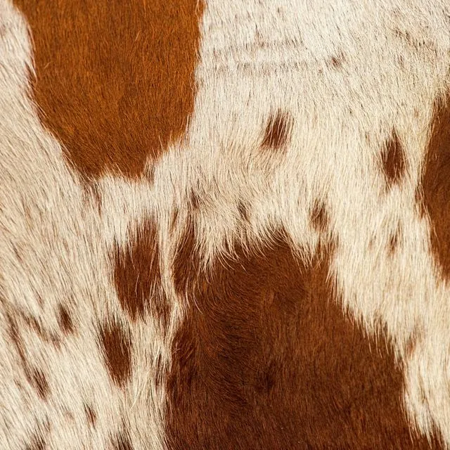 Decorative Argentine Cow Hide Beige