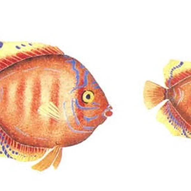Diskus Fish Wall Stencil