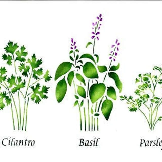 Small Standing Herbs Cilantro Basil Parsley Wall Stencil