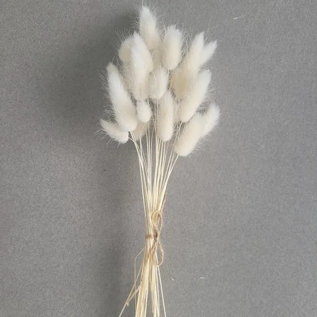 White Bunny Tail Bunch - Dried Lagurus Ovatus