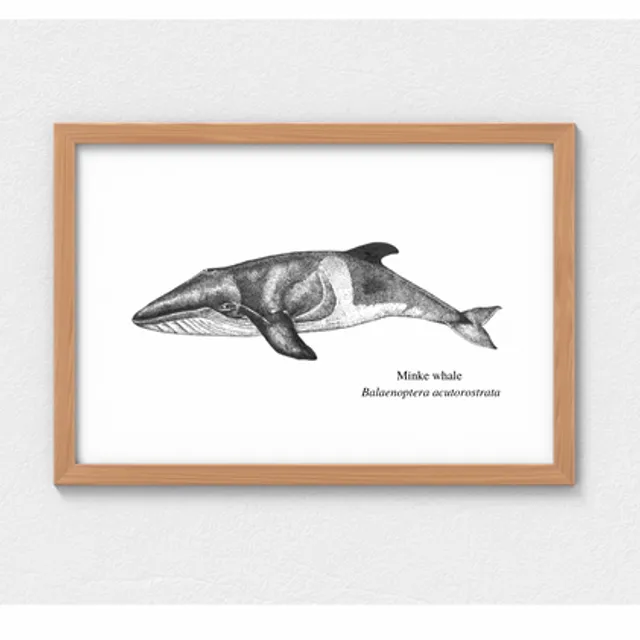 Limited Edition Scientific Illustration Minke Whale Print