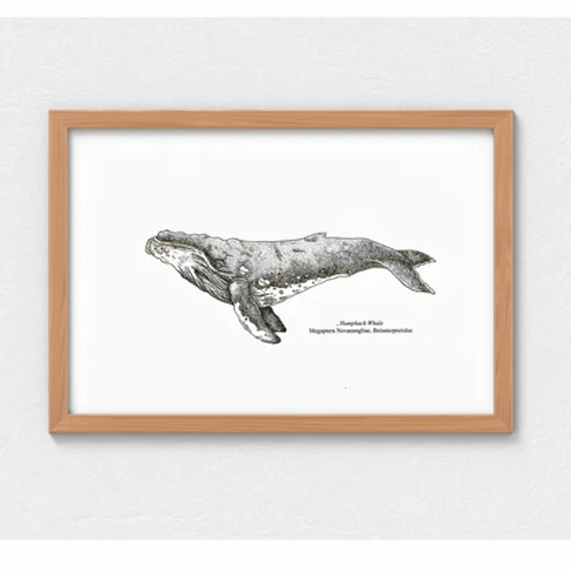 Limited Edition Scientific Illustration Humpback Whale Print