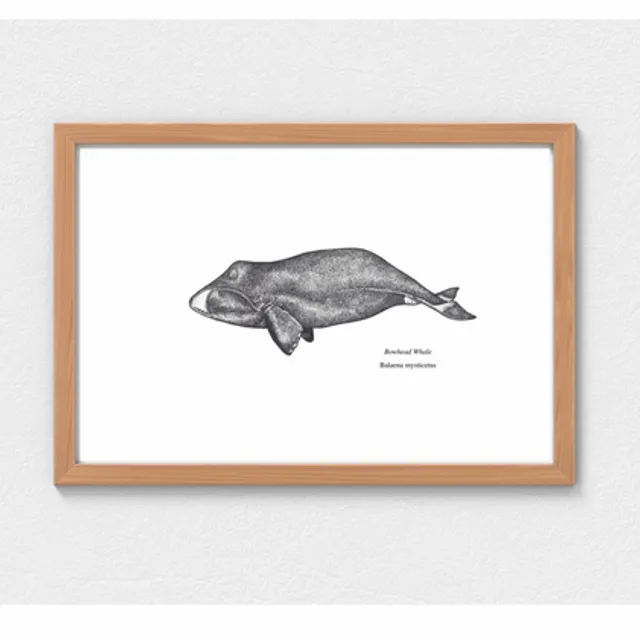 Limited Edition Scientific Illustration Bowhead Whale Print