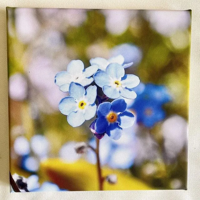 Forget me not canvas