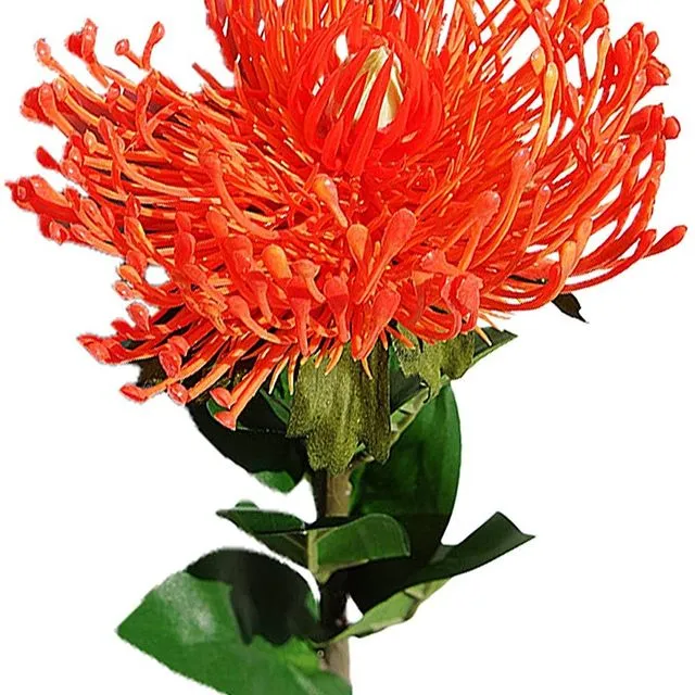 Artificial Planting Protea Flower With Long Stem - Double Orange