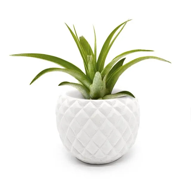 Pineapple Pottery, White Planter, Sustainable Plant Pot