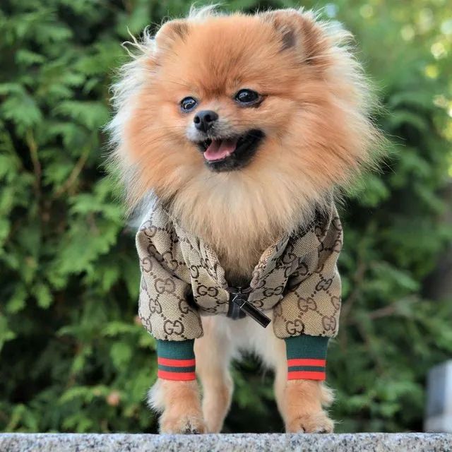 Pawcci Designer Dog Hoodie Jacket