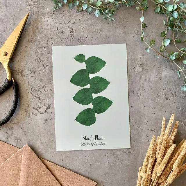 Postcards Shingle Plant - Set of 10