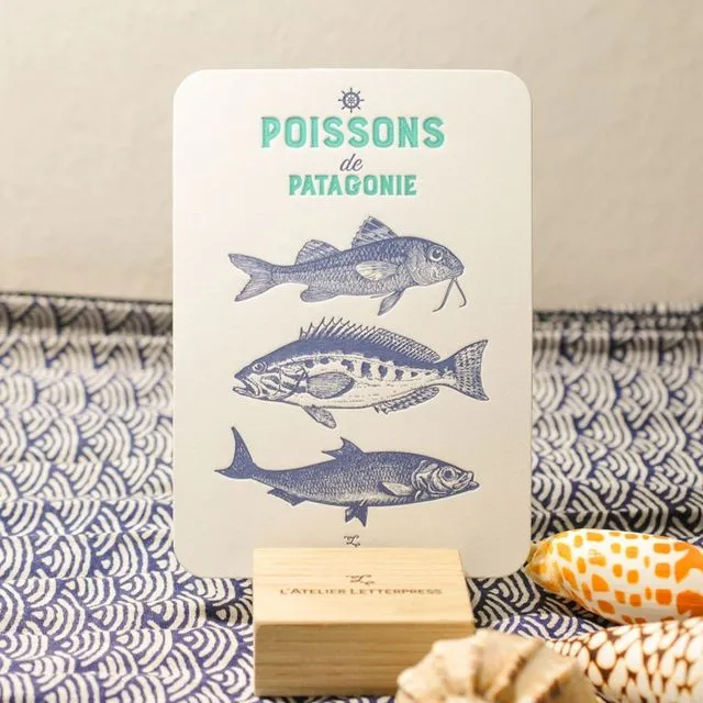 Card Fish from Patagonia