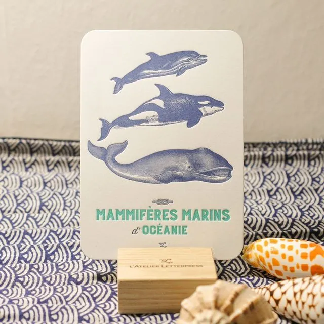 Card Marine Mammals from Oceania