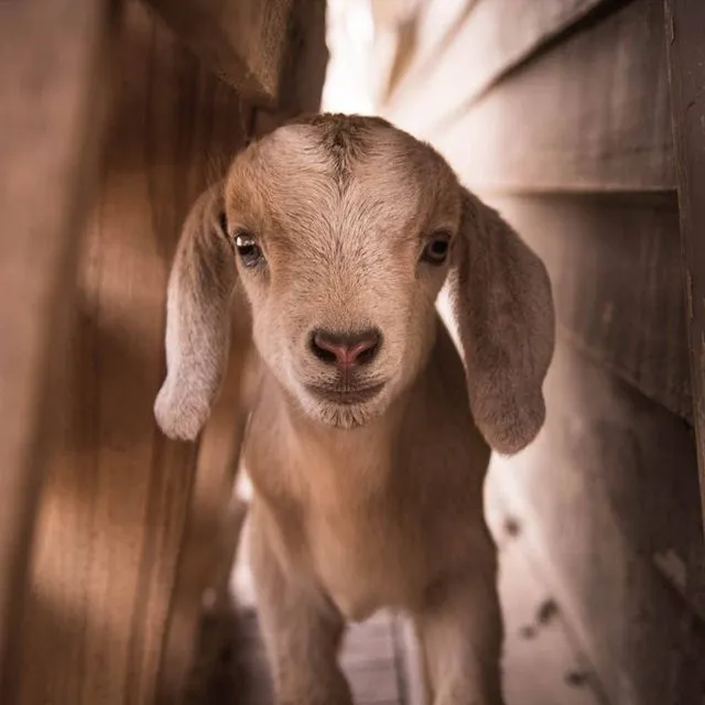 Baby Goat Photography Art Multi-Size Wall Decor Print