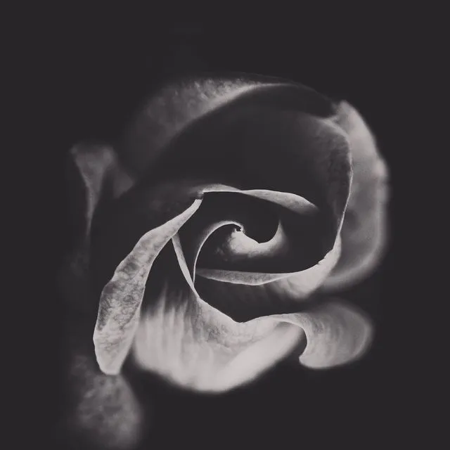 Black and White Flower Photography Art Wall Decor Print