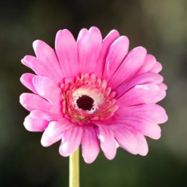 Gerbera - Bright Pink