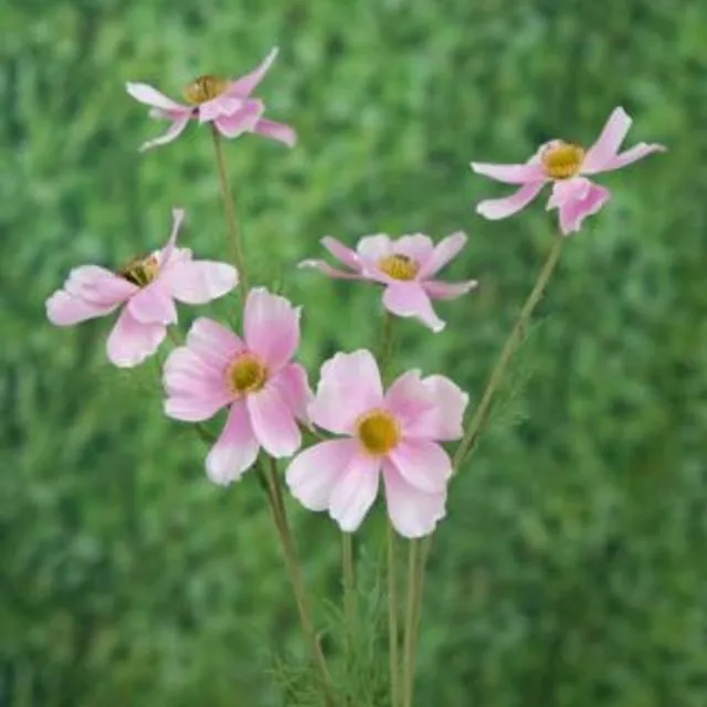 Cosmos Daisy - Pale Pink