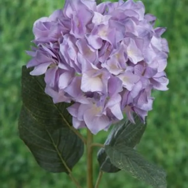 Hydrangea - Lavender