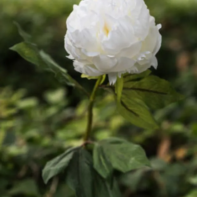 Peony - Double Full Petalled With Bud White