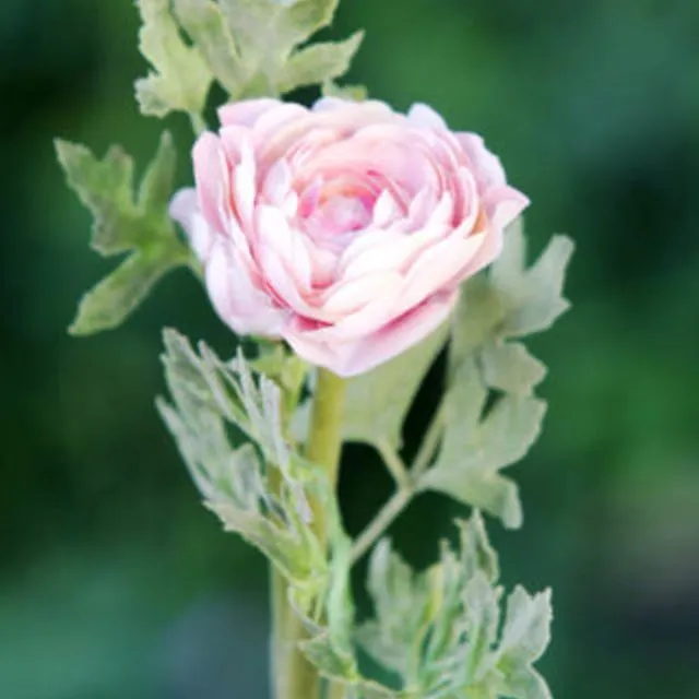Ranunculus - Pale Pink