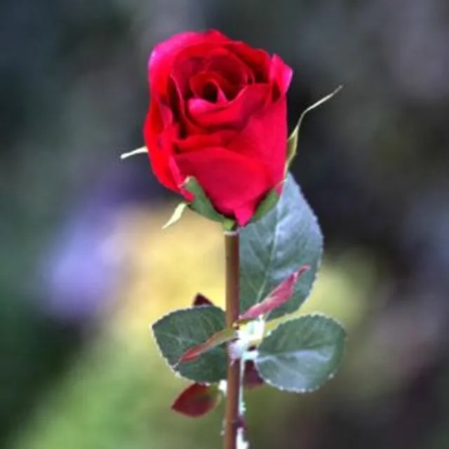 Rose Bud Med Red