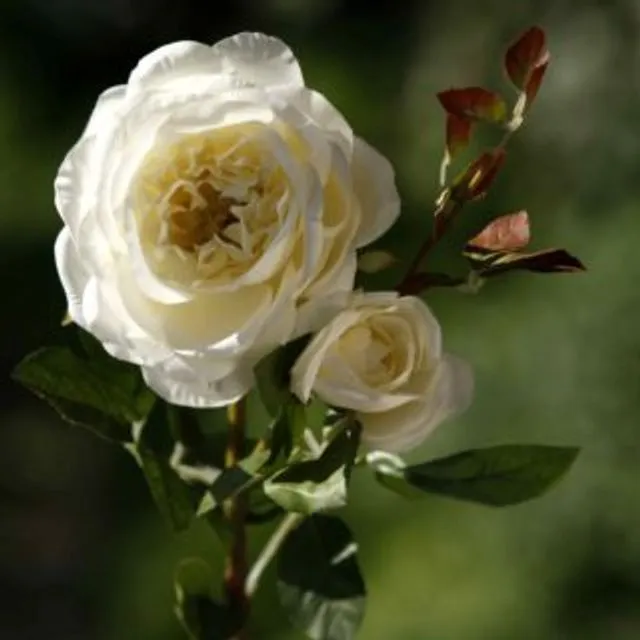 Old English Rose Ivory With Bud