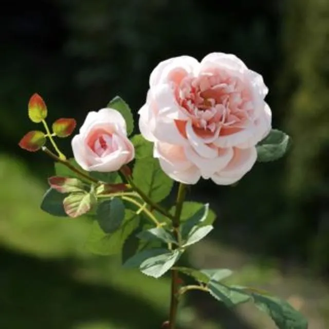 Old English Rose With Bud Blush Pink