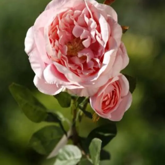 Old English Rose With Bud Light Pink