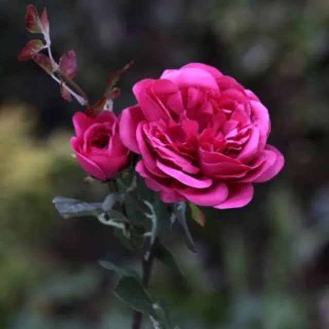 Old English Rose With Bud Bright Pink