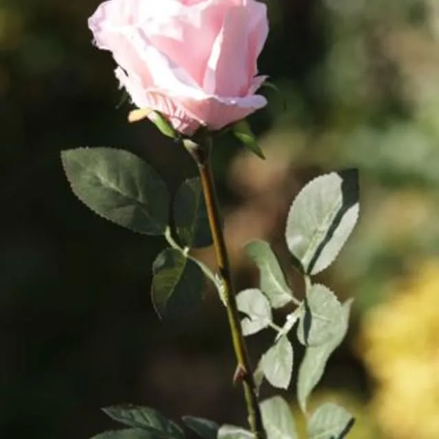 Rose Bud Large - Blush Pink